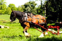 Shire Horses at Grimsthorpe